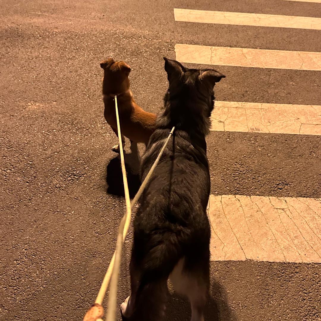 三小只🐾