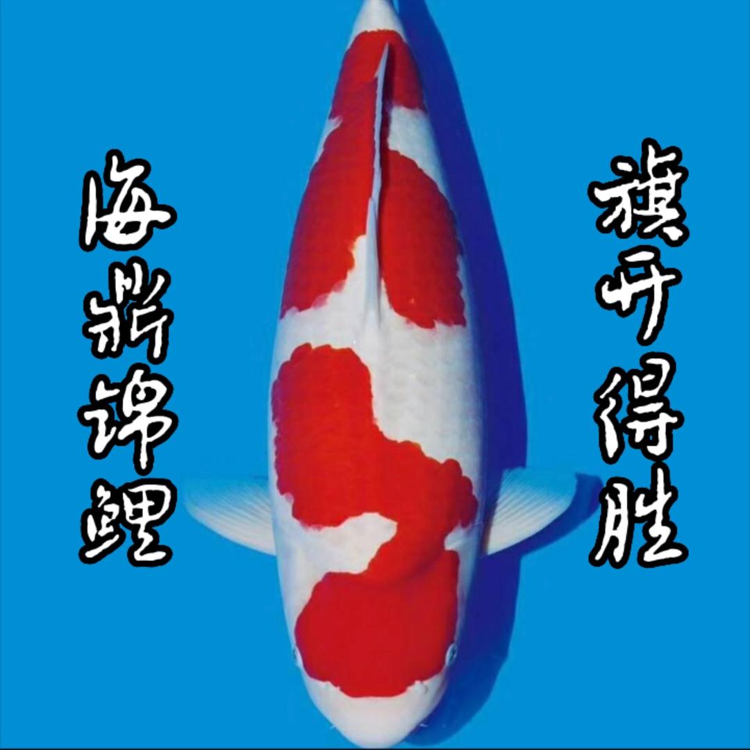 海鼎锦鲤