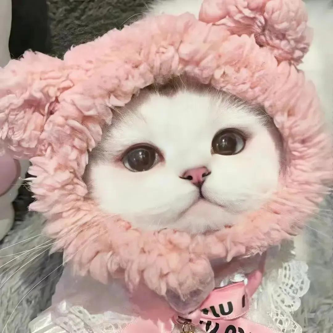 糯糯玉米
