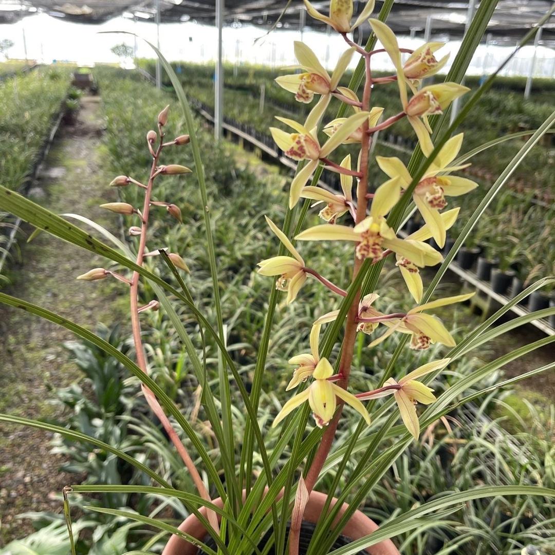 中国黄茶  画春兰妃