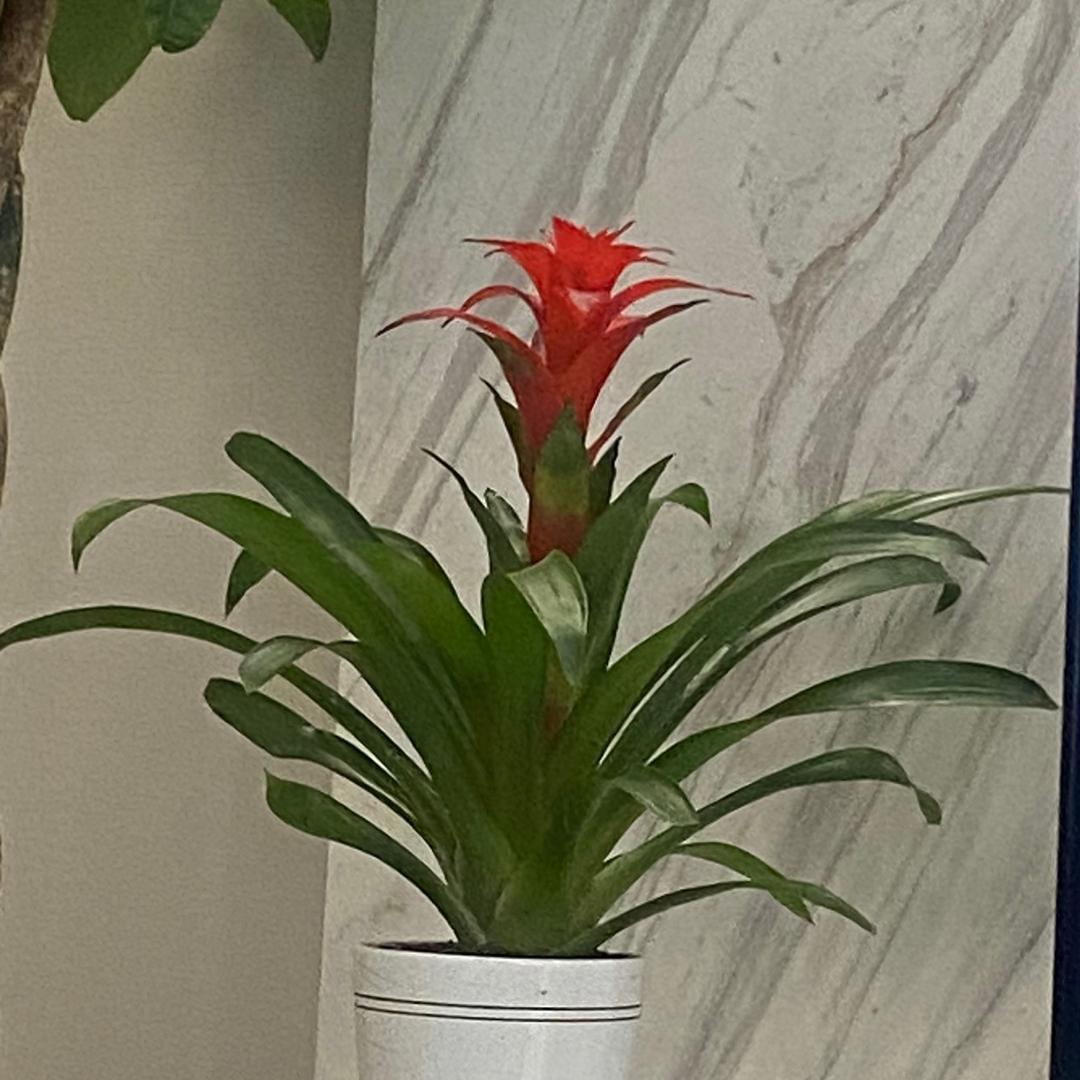 素杰