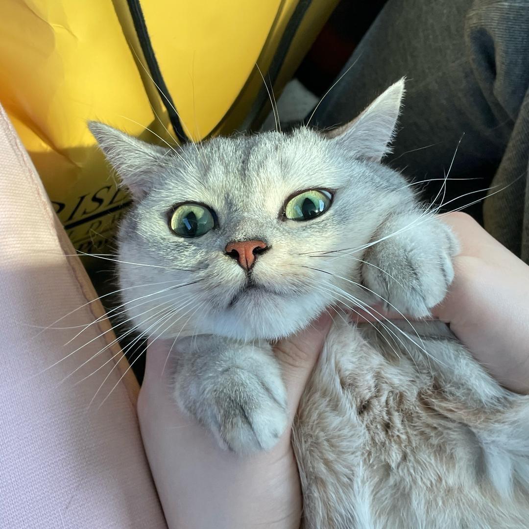 kt猫猫