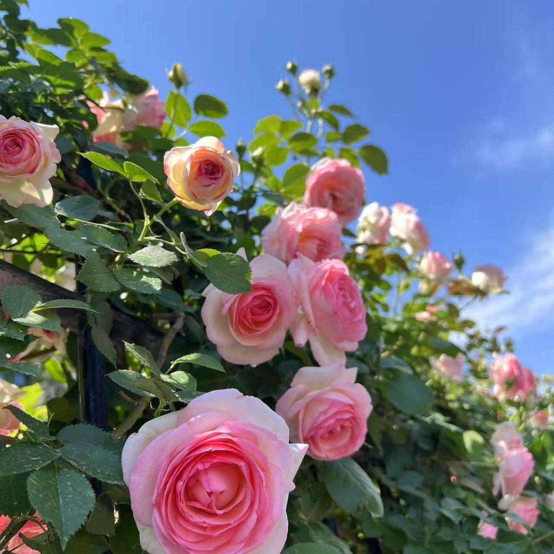 大倩的美好生活🌸