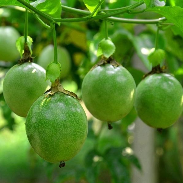 钦州百香果果园