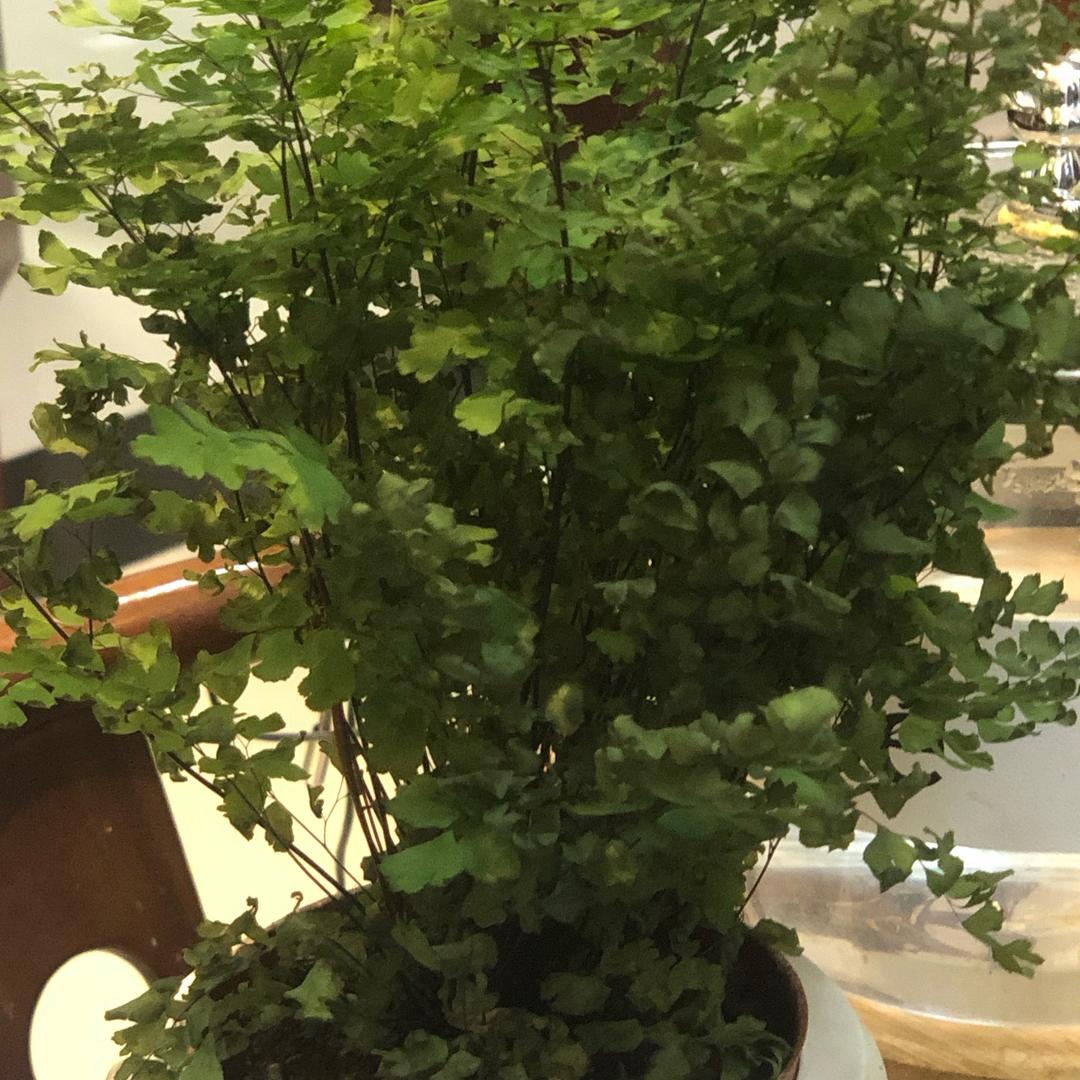 劲戈酒坊店戈劲酒