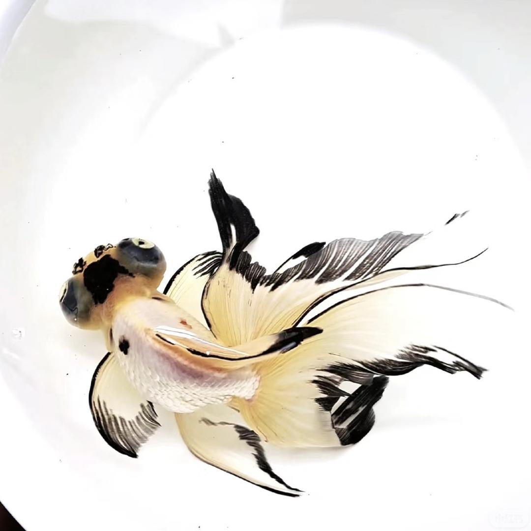 小易观赏鱼