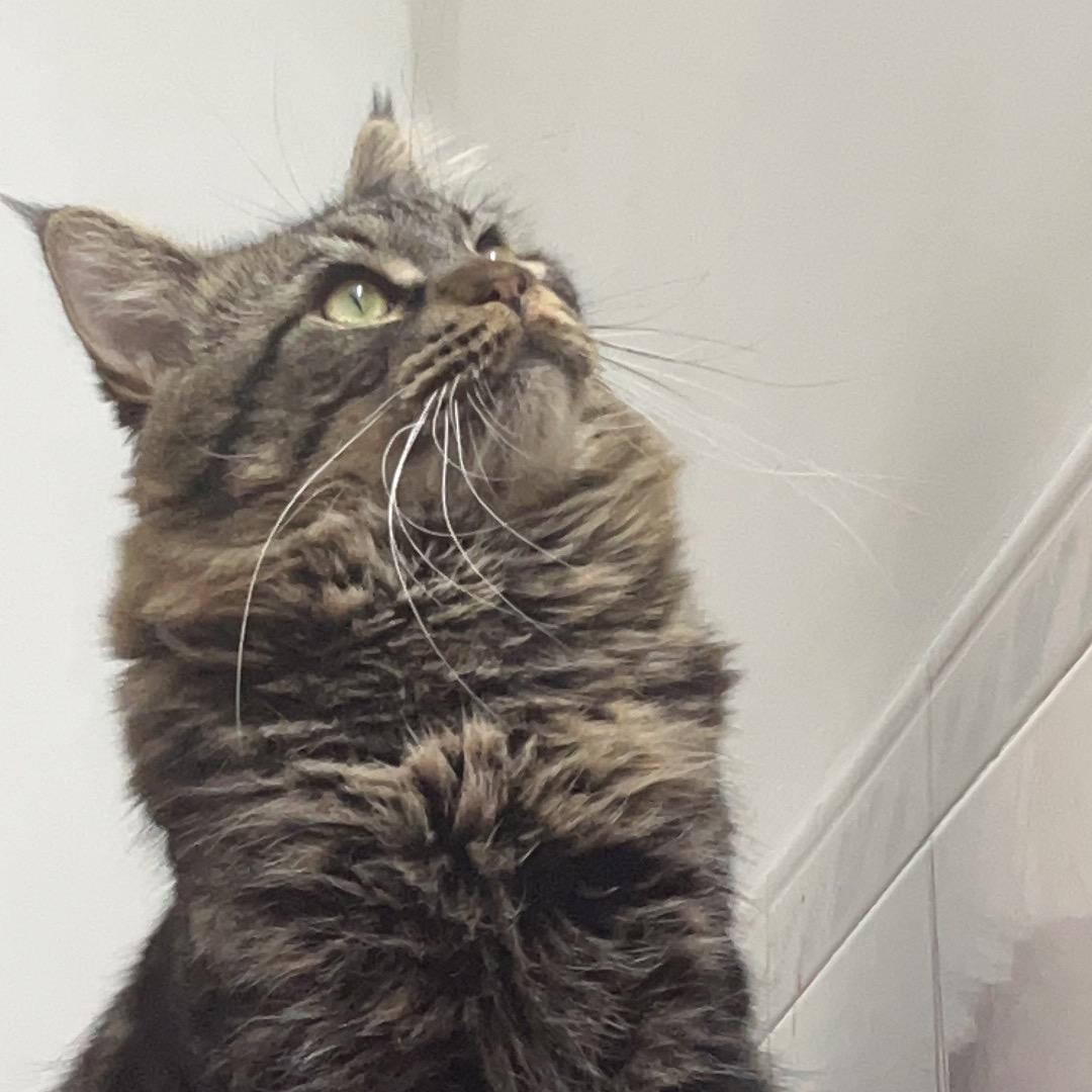 高冷的小喵喵🐱头像