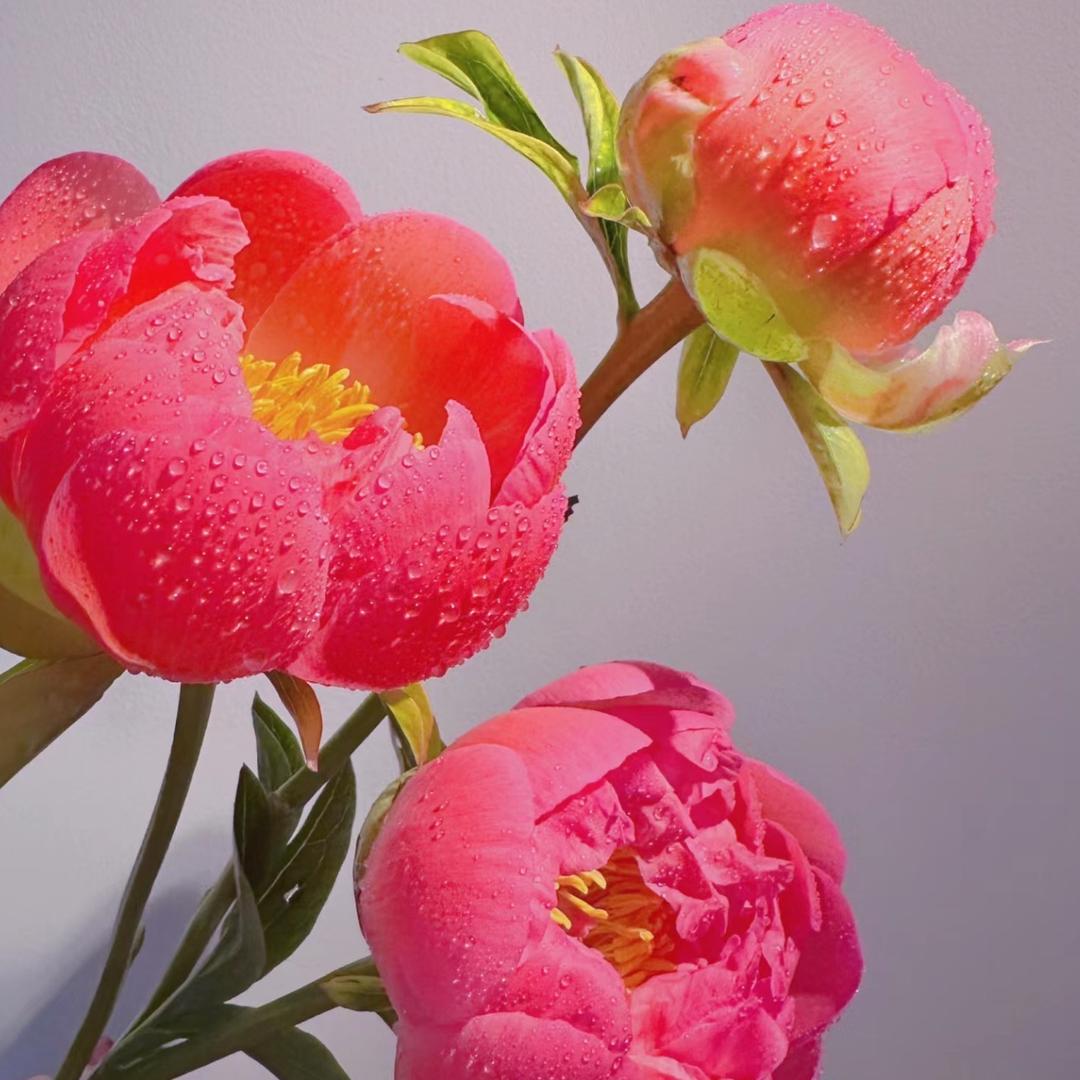 星创芍药牡丹基地