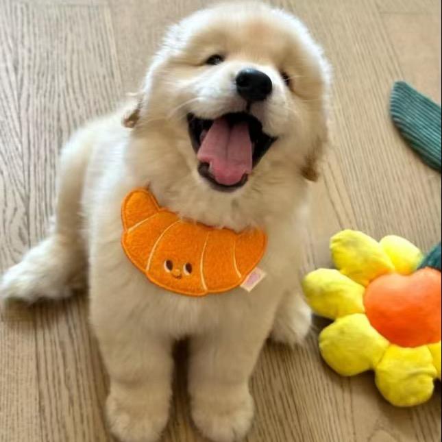 小陈萌宠