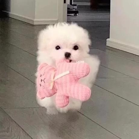 奶柚