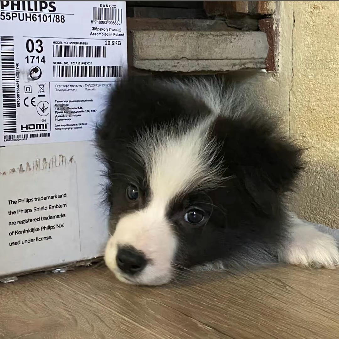 一只小白鴉