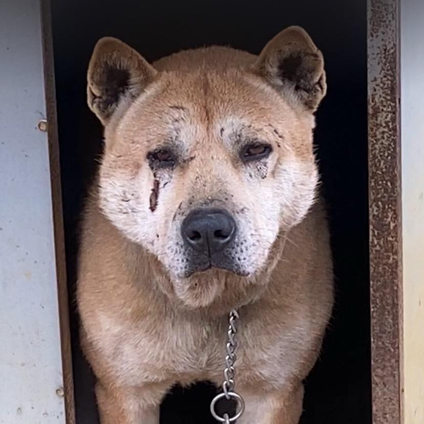 罗城阿明田园犬