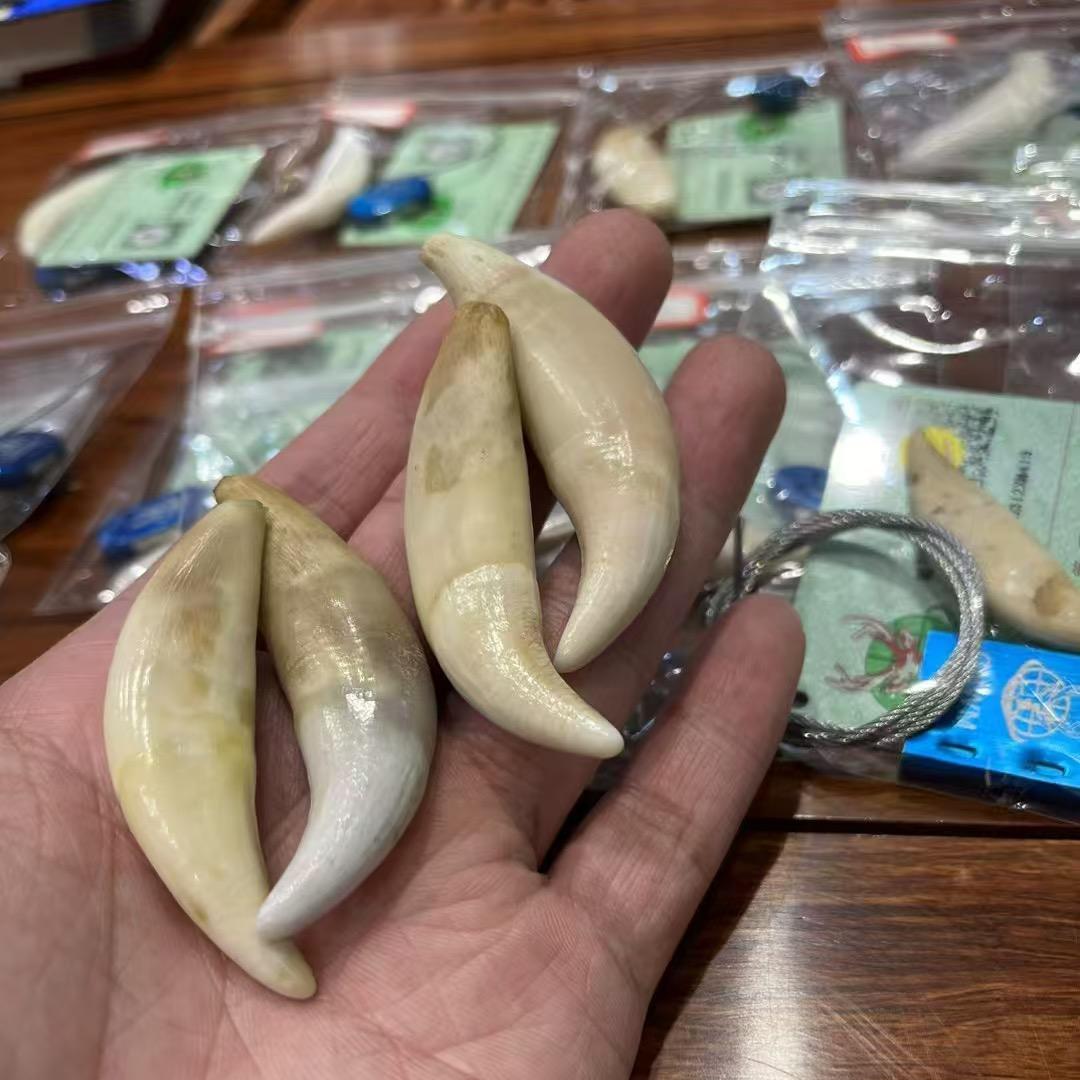 骆驼骨工厂直销