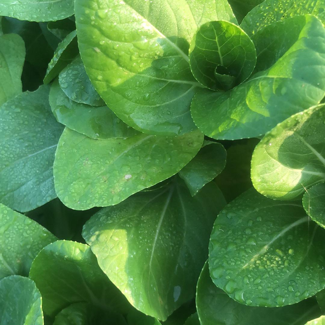 家乡小菜园🍎🥬🌶️🍆🌽文清百货