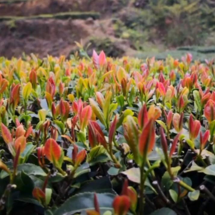同悦茗茶