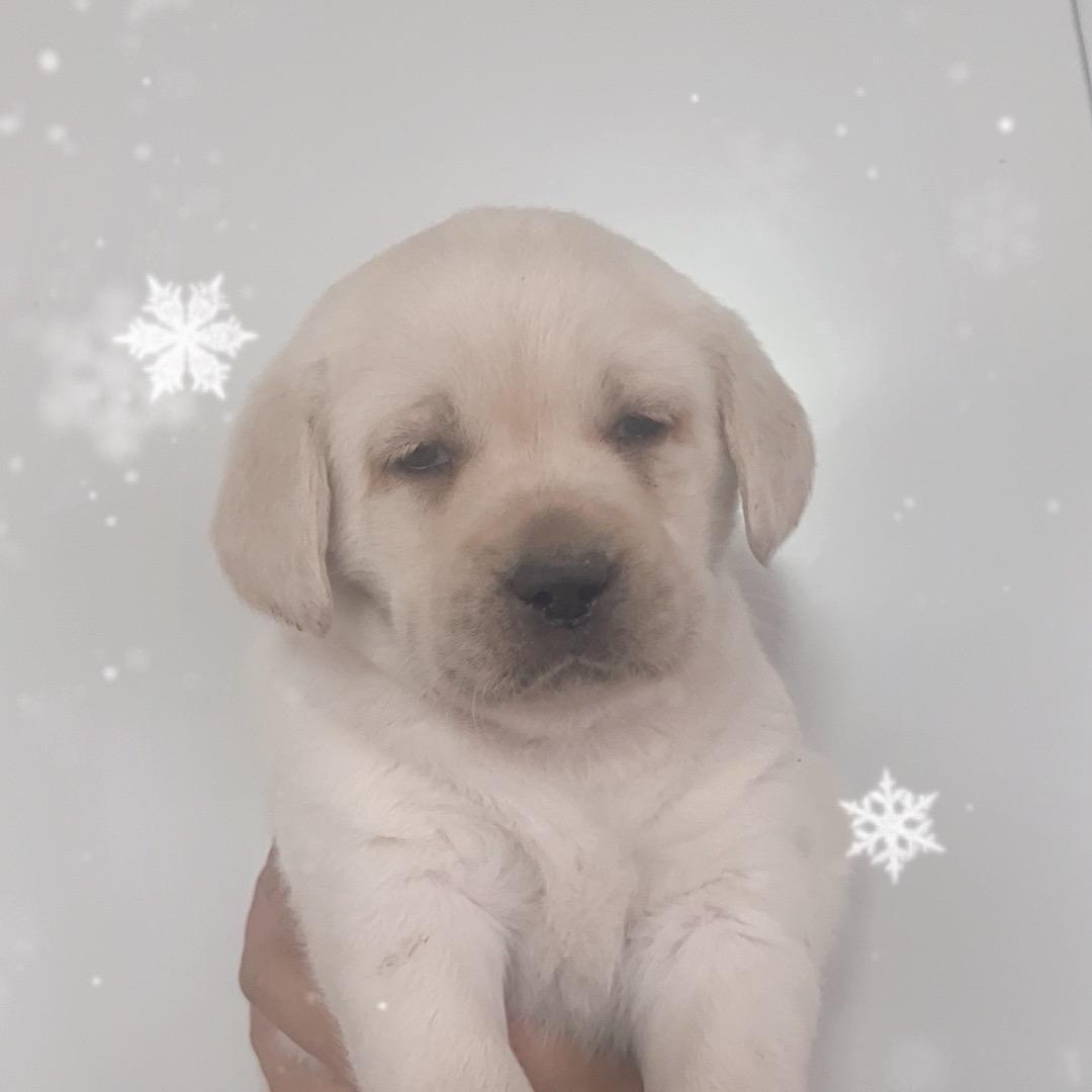 金毛拉拉萨摩耶