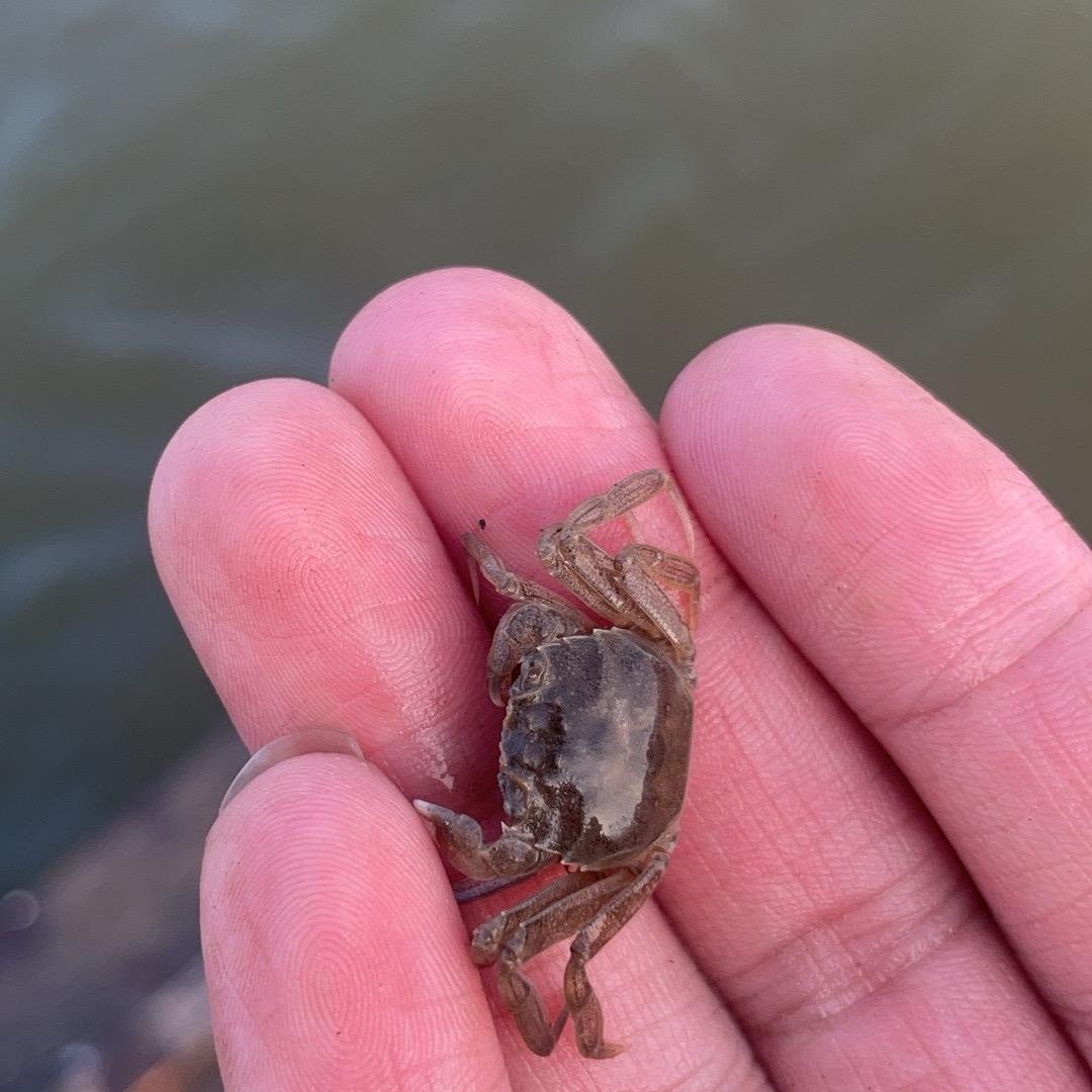 小康家的蟹塘直发