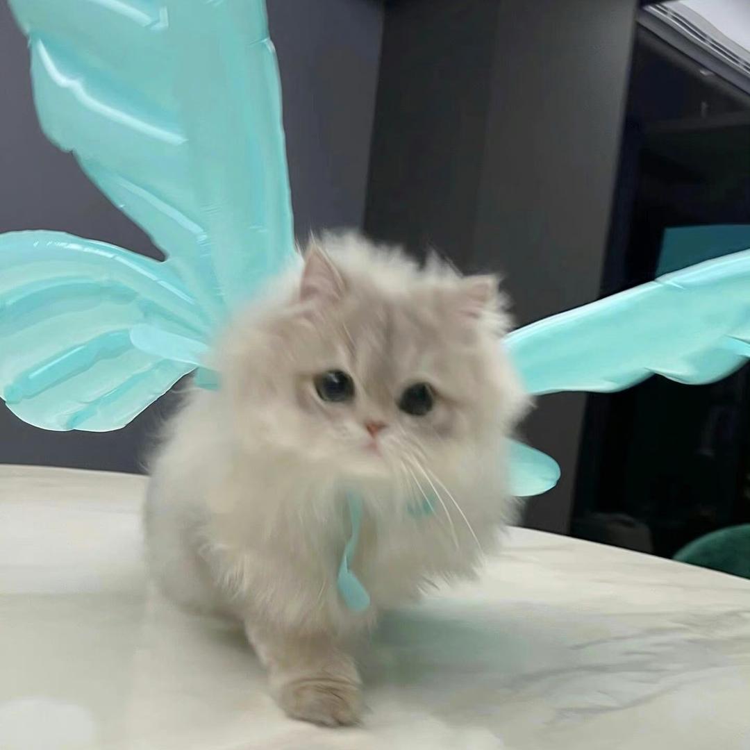 给世界哐哐一拳