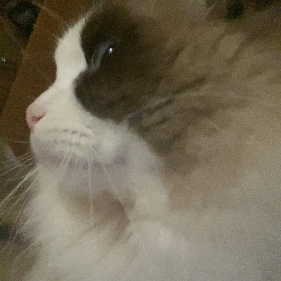 王者荣耀———猫猫