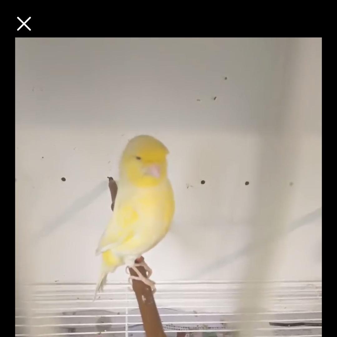 甘来玉鸟精品店