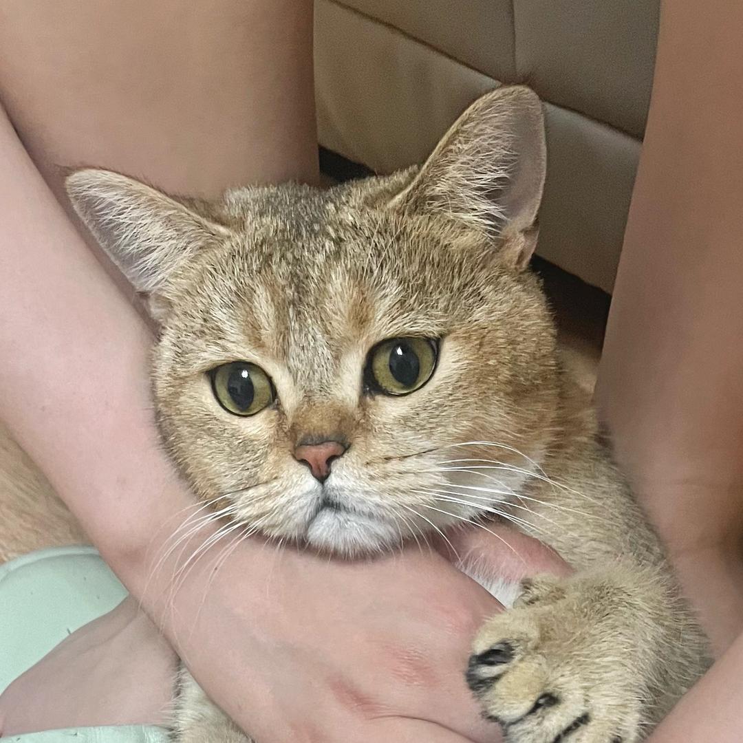 球球妹儿