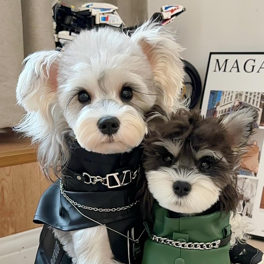 🌈Rainbow&布加迪