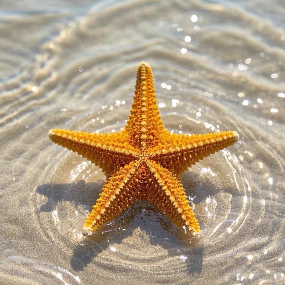 成都铜瑟茗鼎C直播号