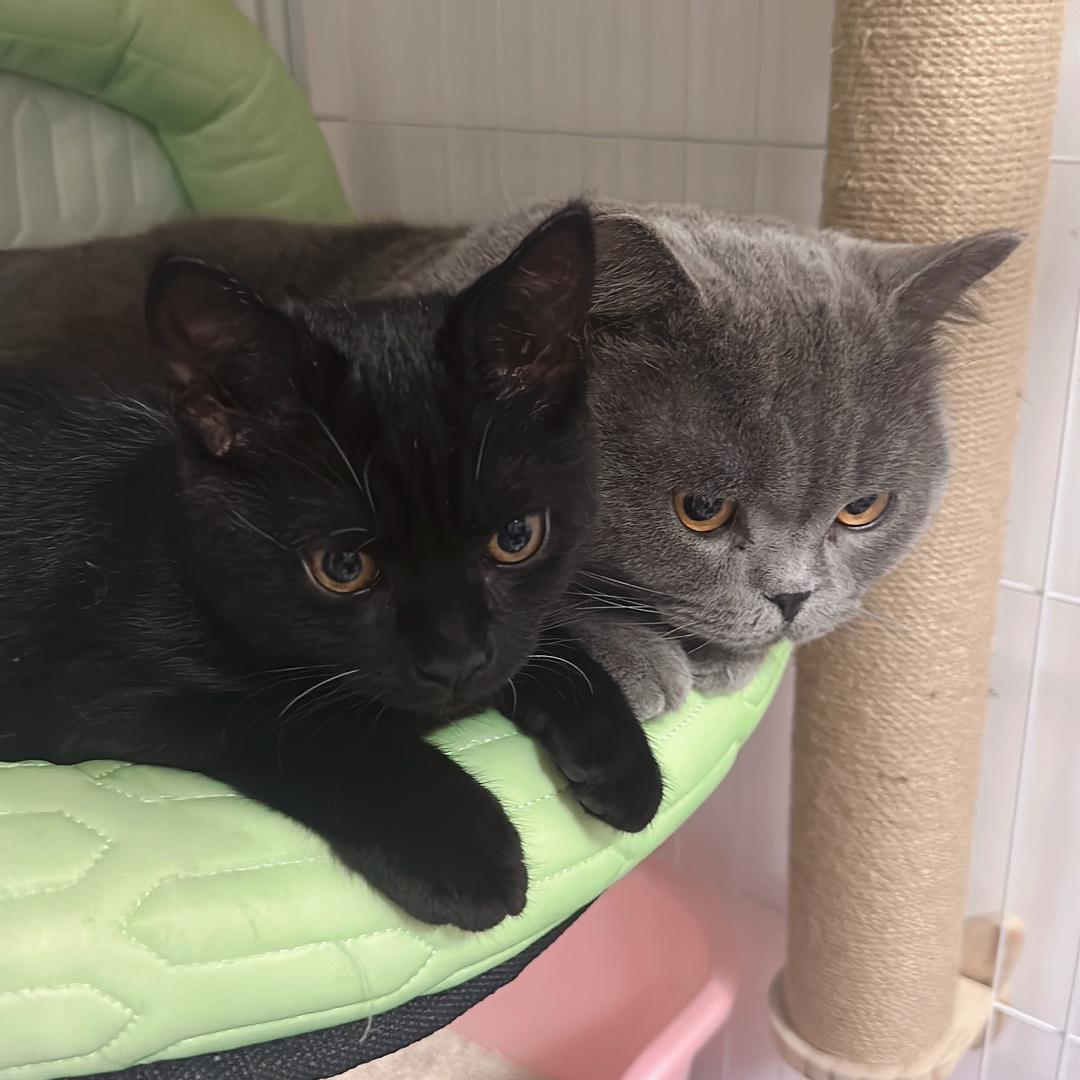 二团和大胖的朋友圈