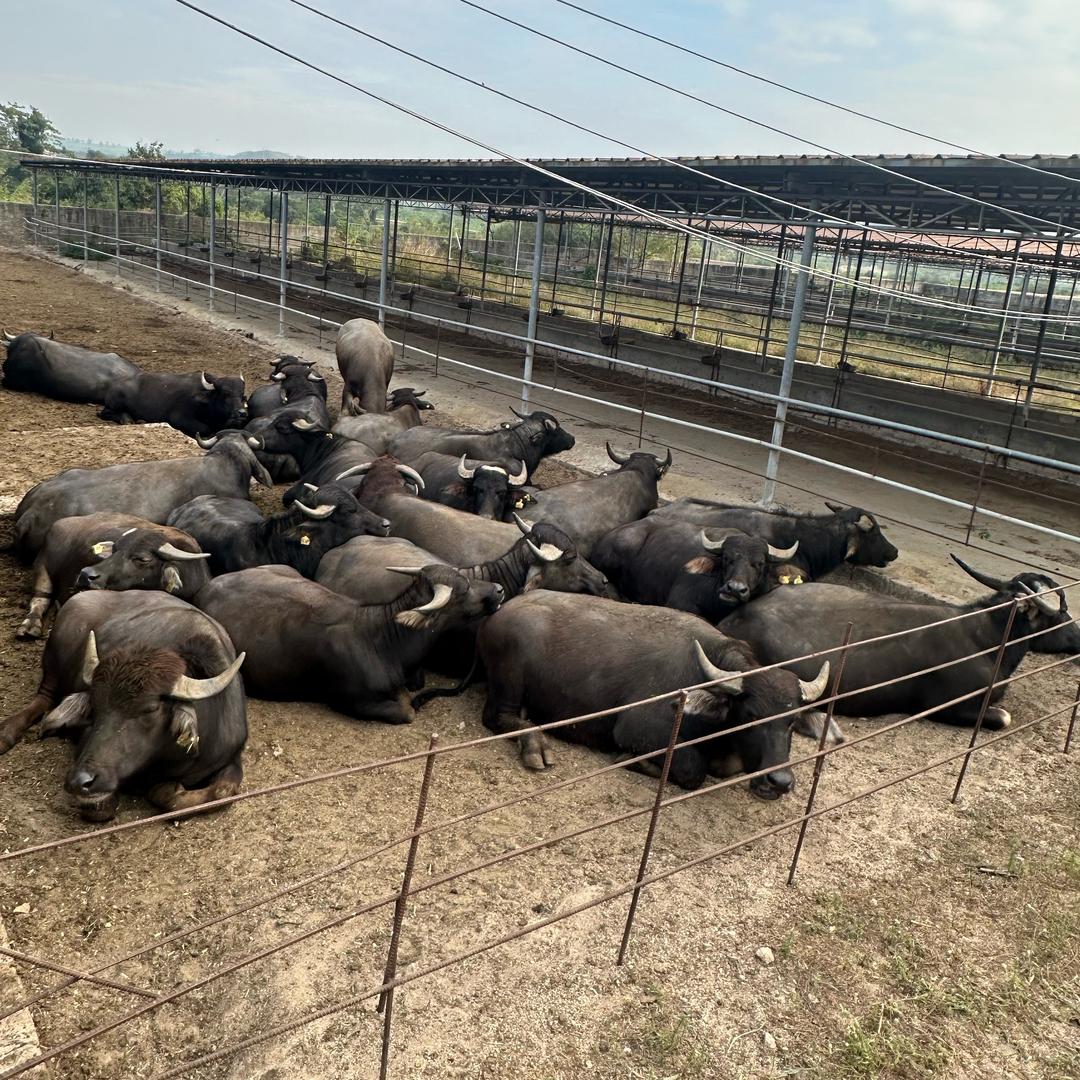 海南专业批发黄牛、水牛