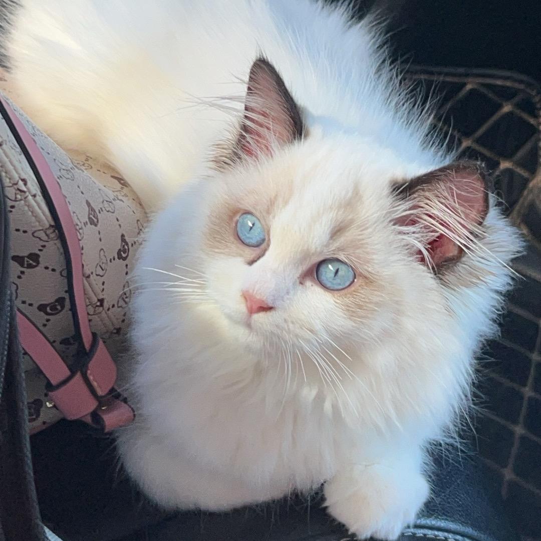哼哼是只猫🦋