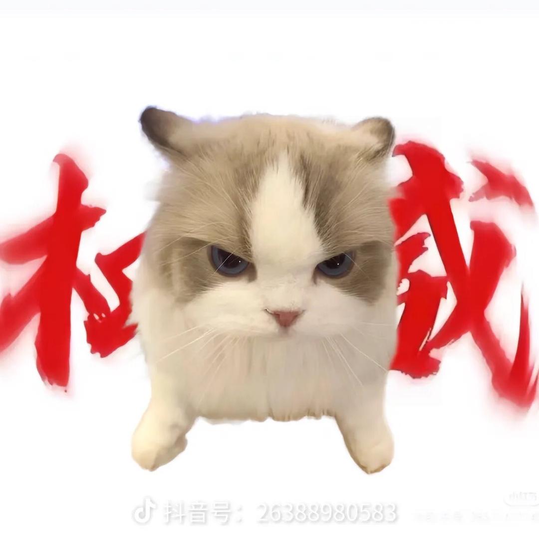 烤火的冰渣子🫧