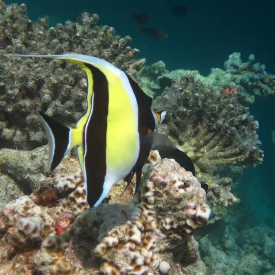 麻袋