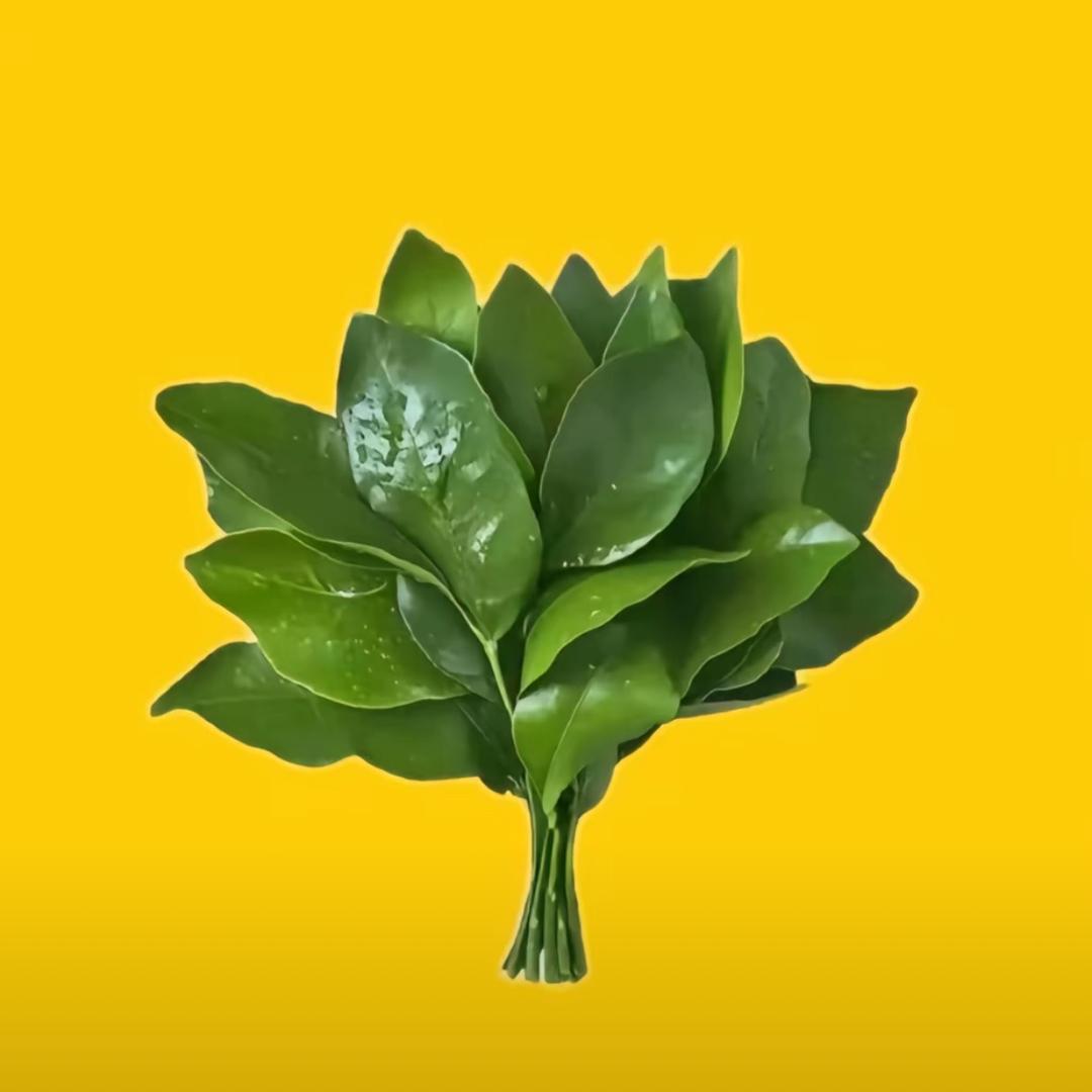 一只流老师