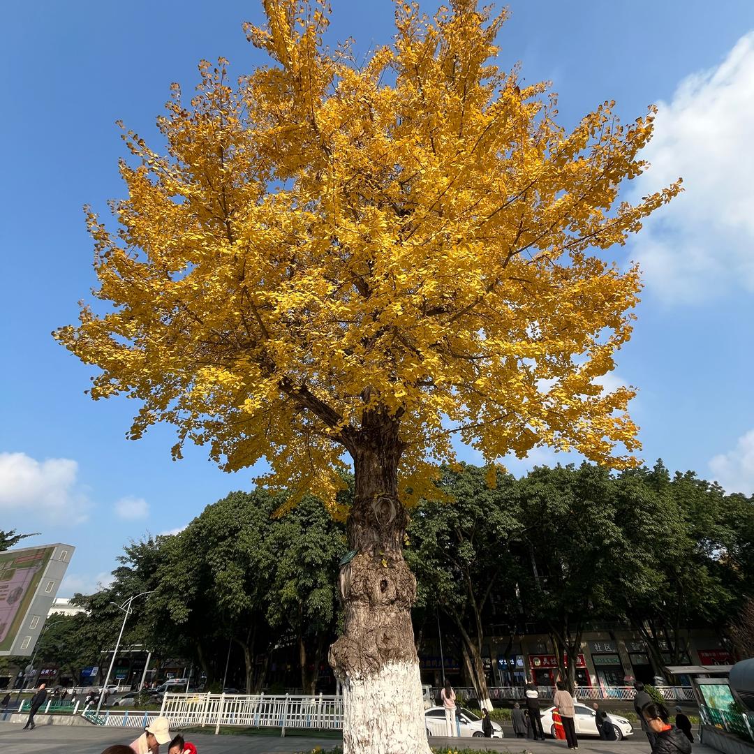 顺兴安 生活调味品