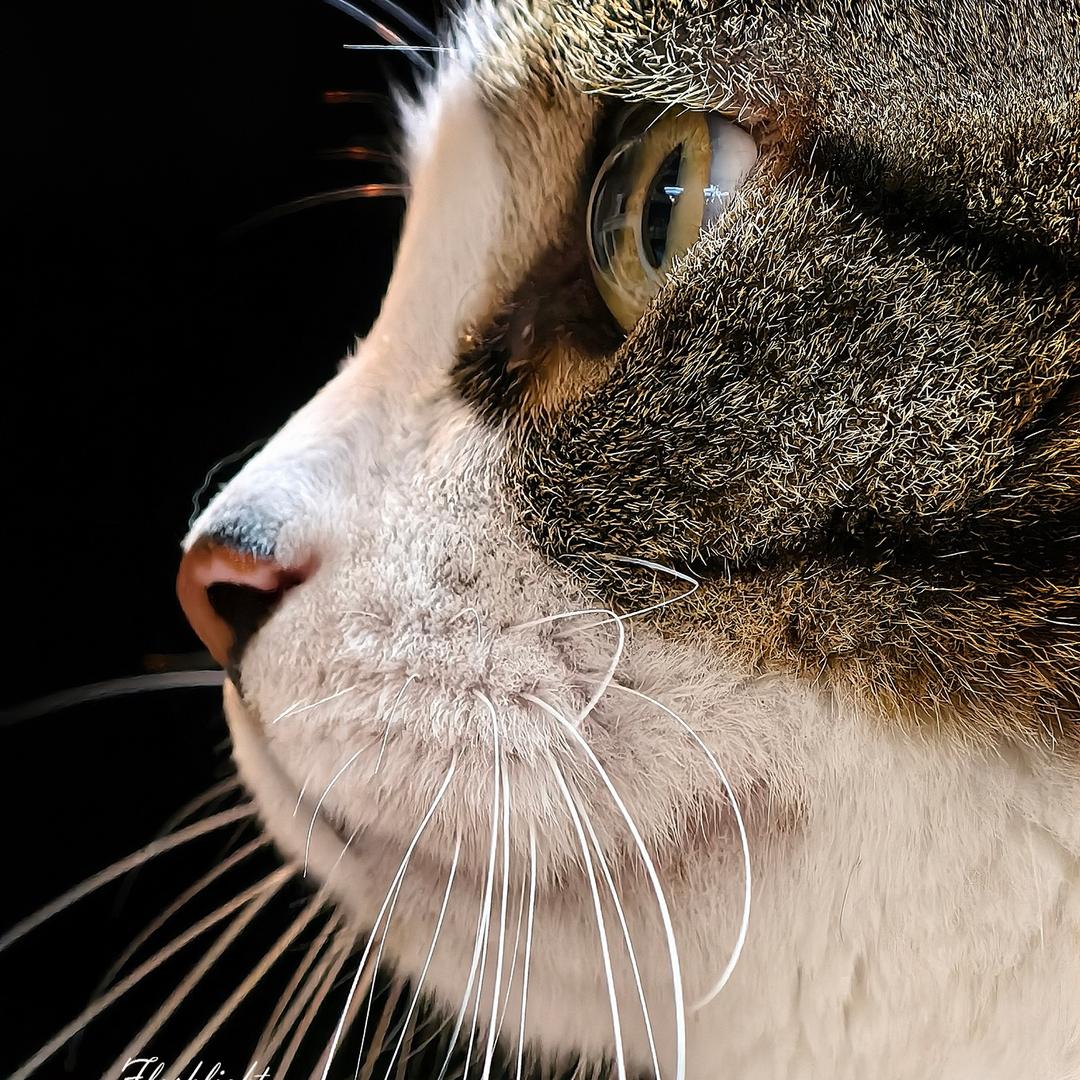 sr.