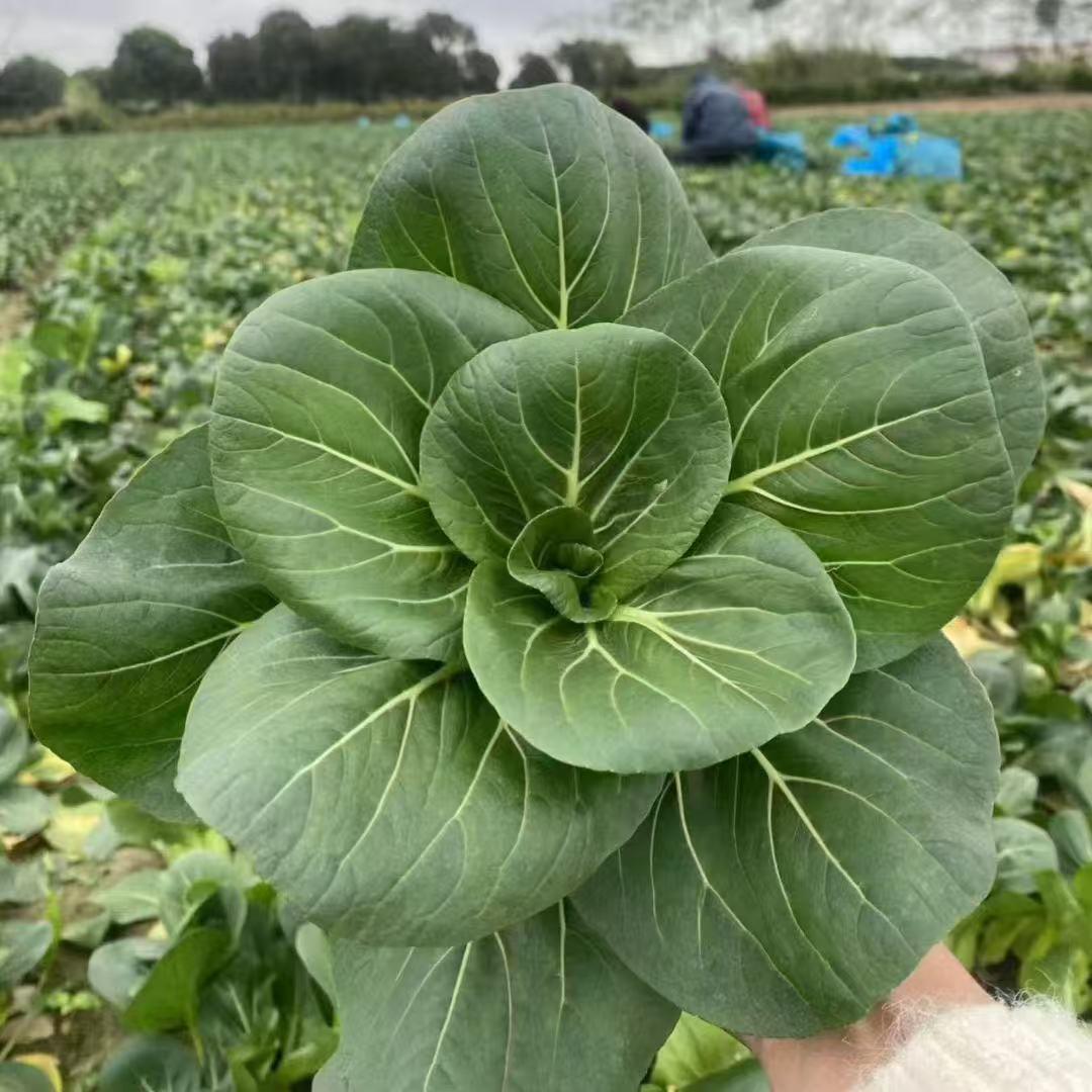 东台小婕绿色食品严选店