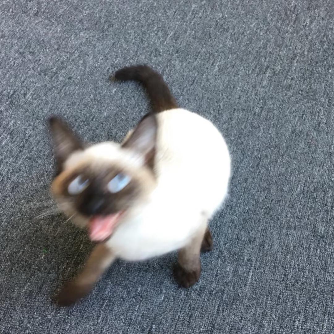 鱼仔