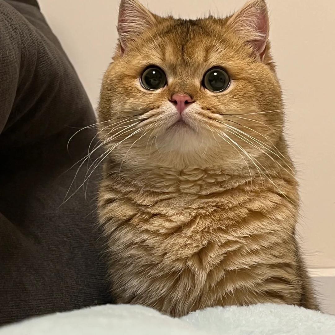 爱吃瓜的小可爱