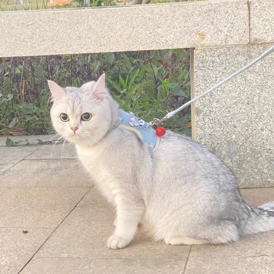 十一🐈