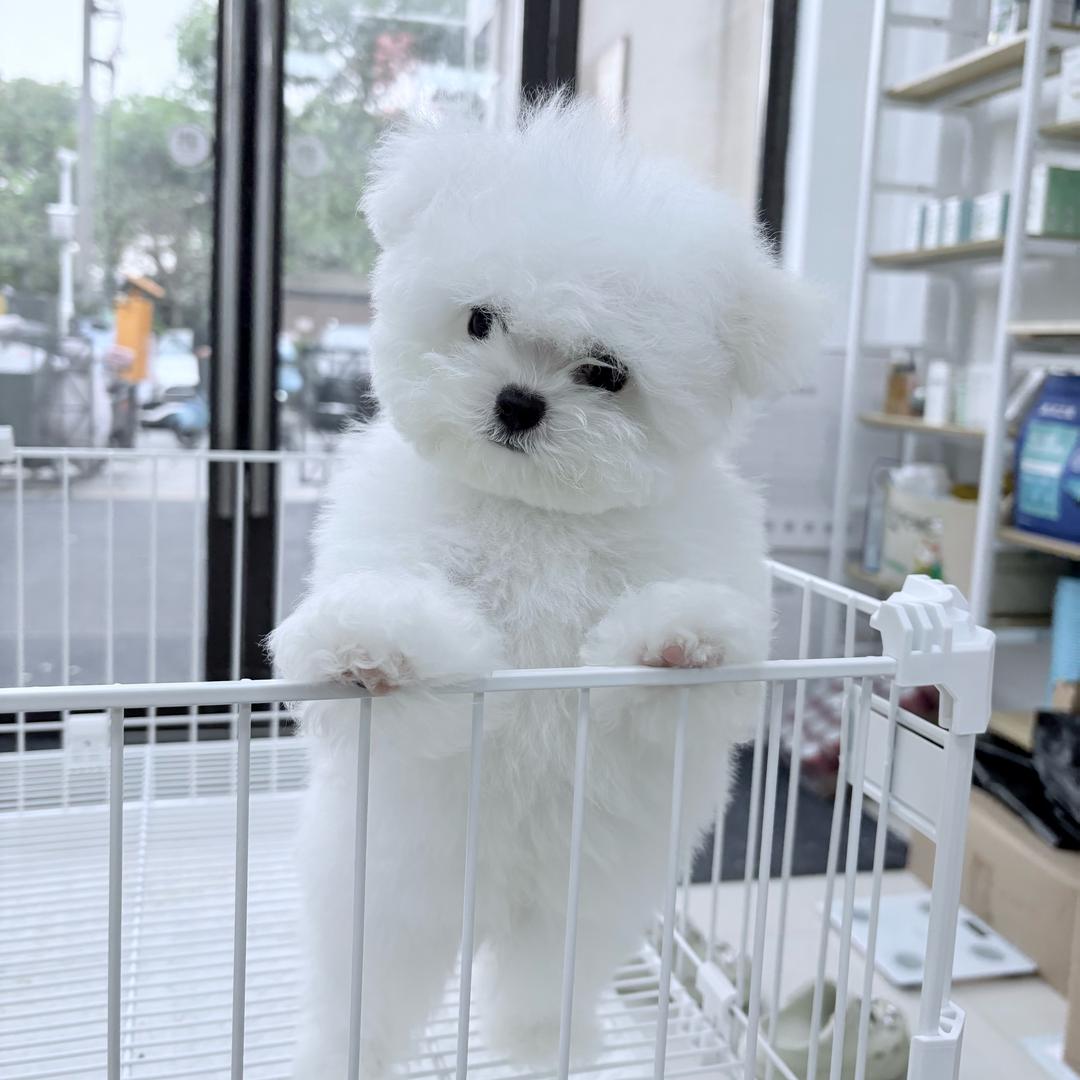 三只狗严选