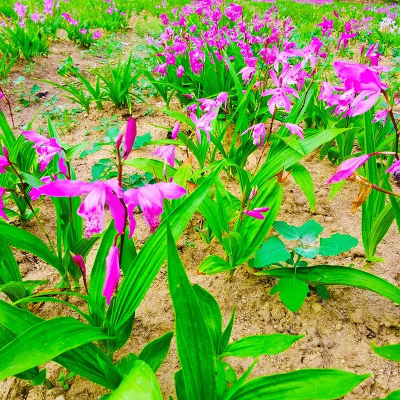 中药材种植基地