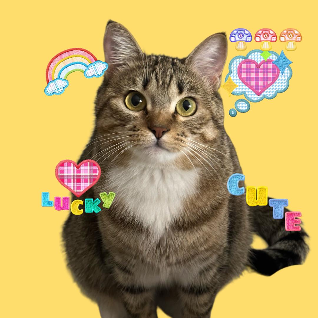 不吃蓝莓的福宝