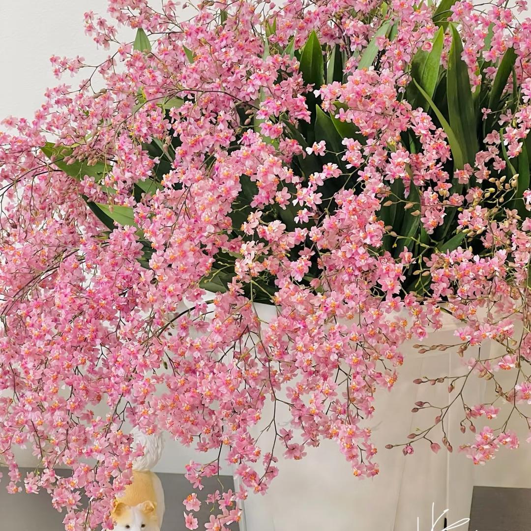 梦香兰基地直发