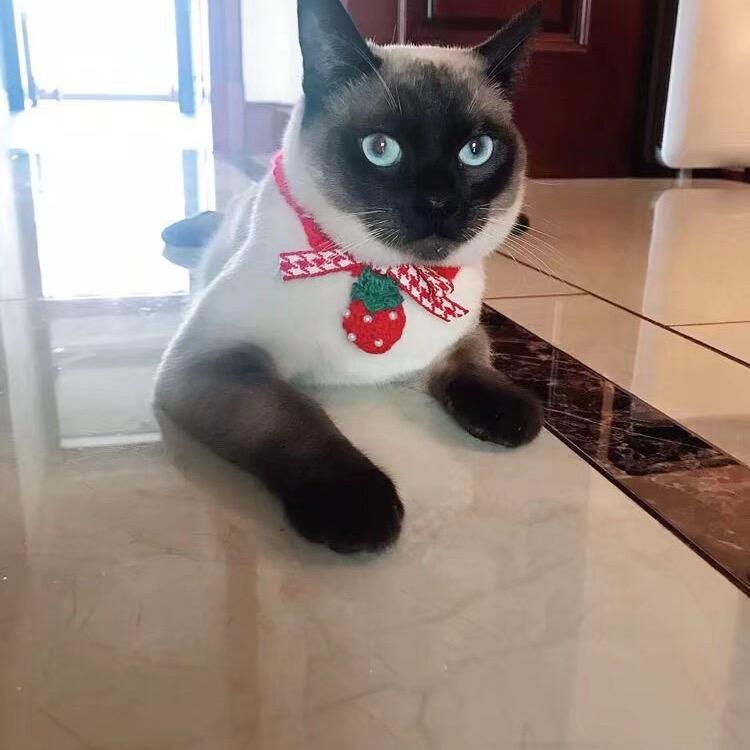 一只叫布鲁斯的猫