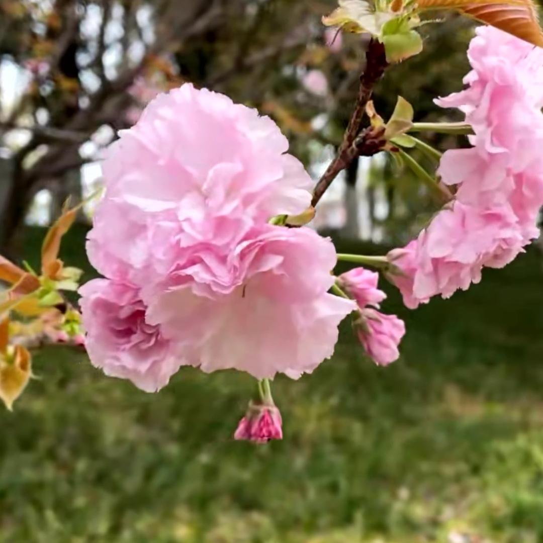 森林