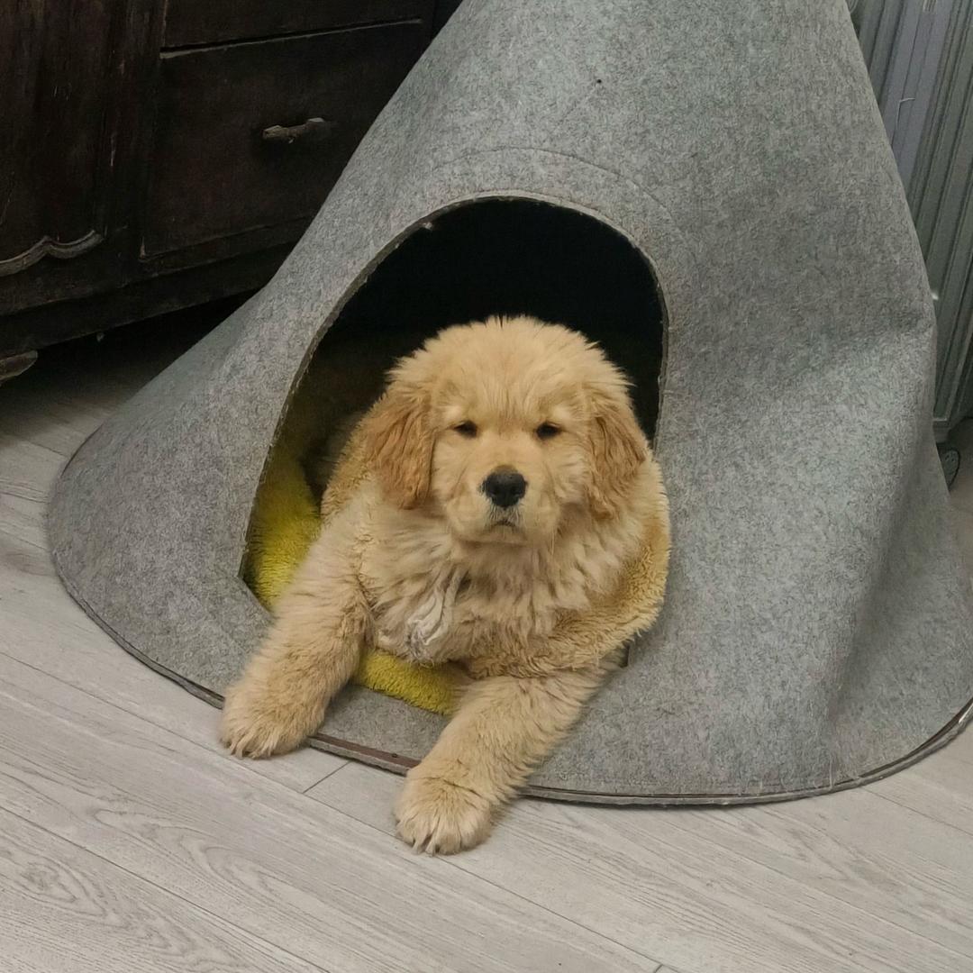 小饼是个妈宝狗🐶