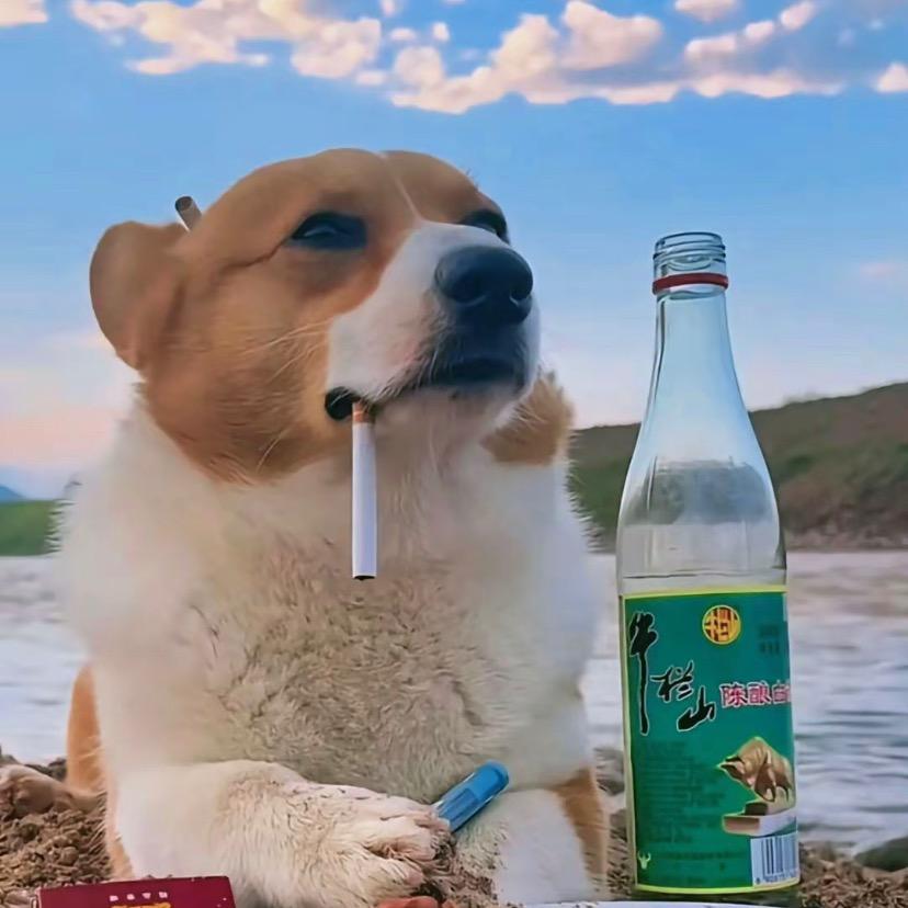 田园居犬舍(金毛 柯基)