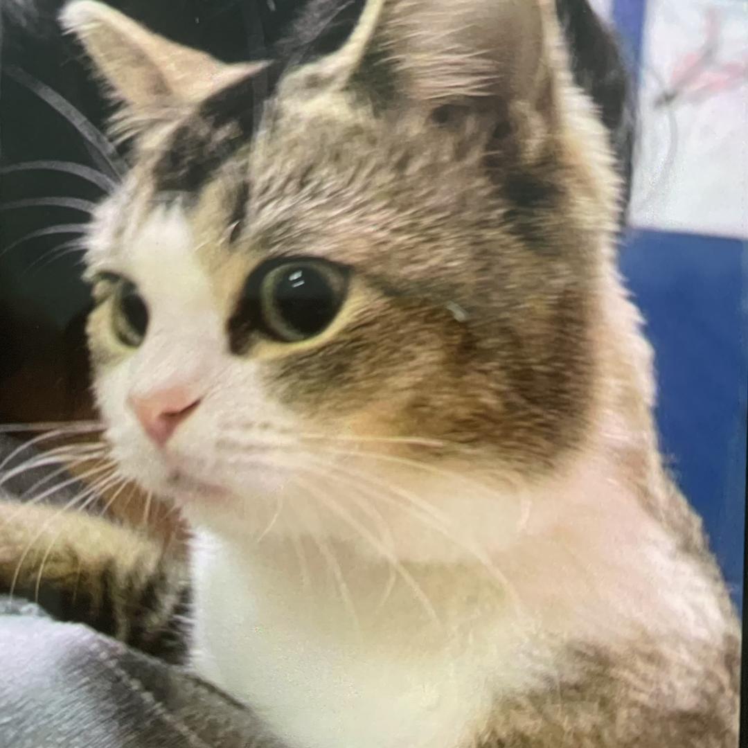 猫咪🐱影视会员