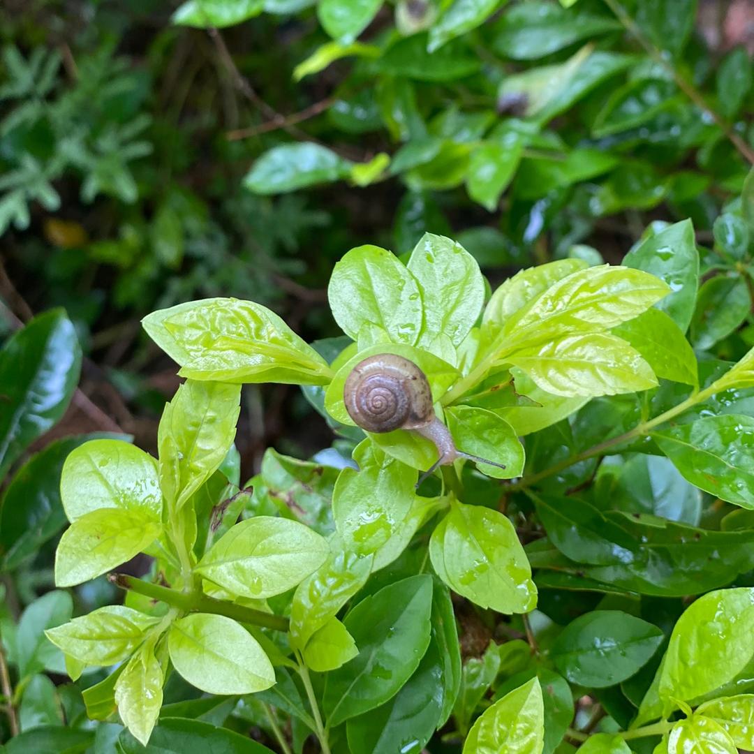 羽粑