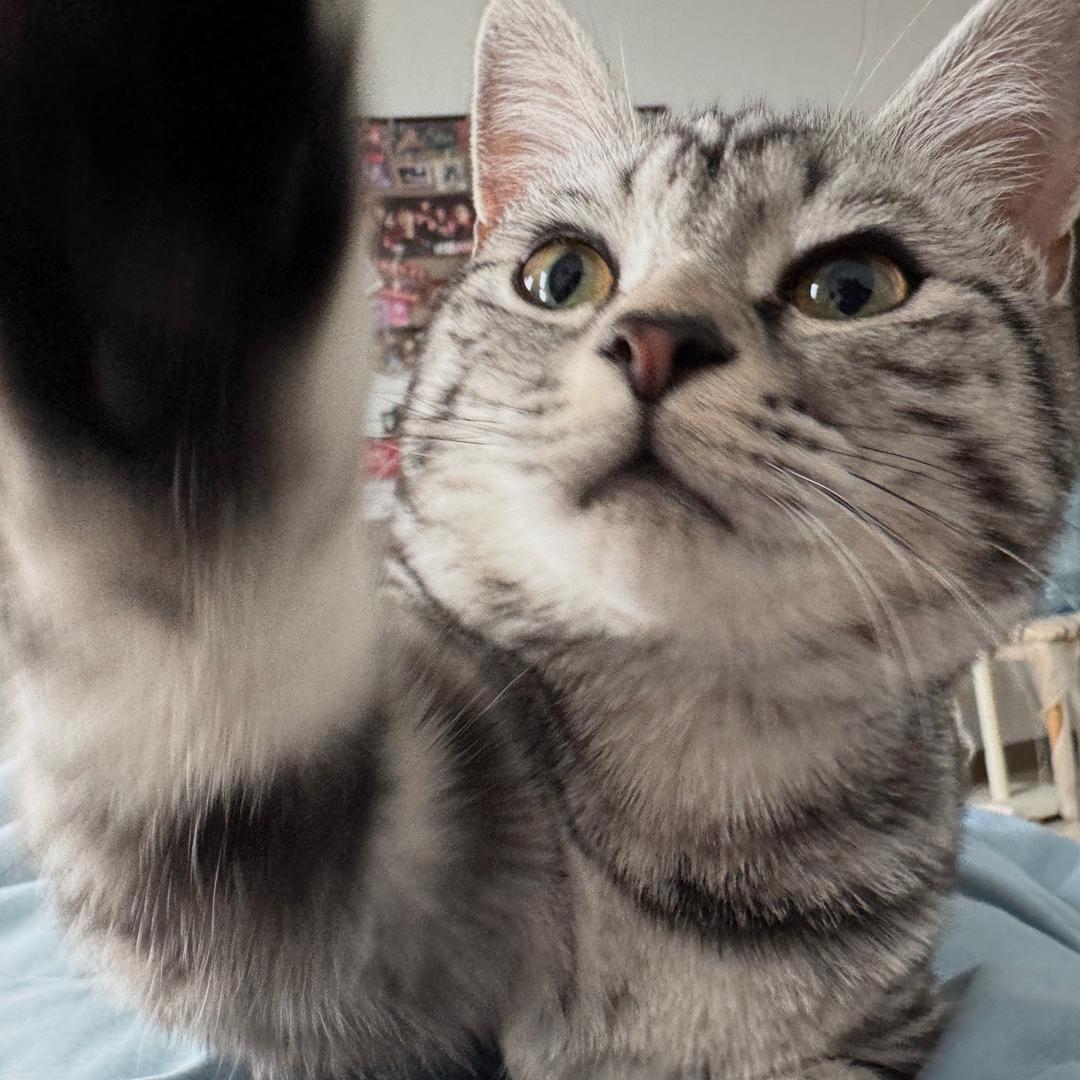 情语（见到一诺版）